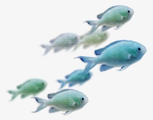 Peces - Fond Transparent Animaux Marin