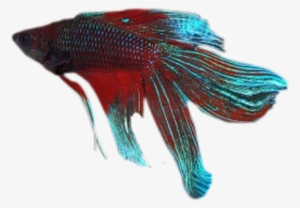 Zoom Diseño Y Fotografia - Peces Fondo Transparente Png