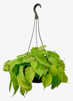 Philodendron Lemon Lime Hanging Basket - Lemon