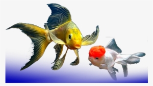 Peces Agua Fria - Peces De Agua Dulce Fria