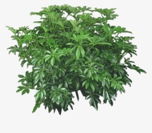 Philodendron By Lilipilyspirit On Deviantart Plants - Bush Plants Png