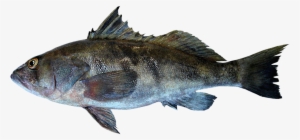 Paralabrax Nebulifer - Peces Del Mar Peruano Bacalao