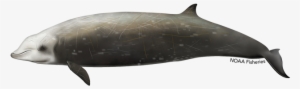 Cuvier's Beaked Whale
