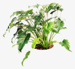 Philodendron Xanadou 22/19 H80 - Philodendron