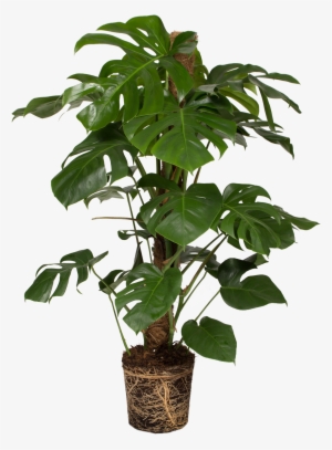 Monstera Deliciosa - Swiss Cheese Plant