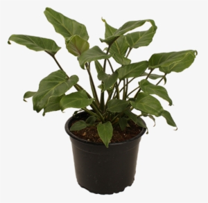 Philodendron Xanadu Sold Out - Philodendron Xanadu