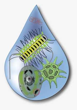 Water Drop Yikes - Illustration