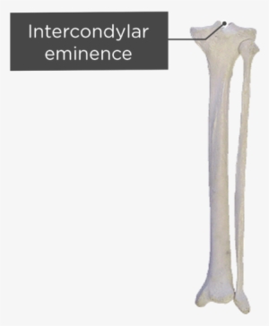 Tibia And Fibula - Fibula