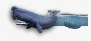 Kaikoura Web Header Whales - Coin Purse