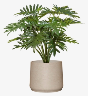 Philodendron In Licht Grijs Stenen Pot Totale Hoogte - Philodendron
