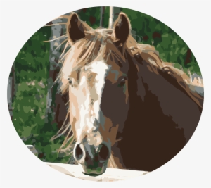 Copperstone Ranch Was Named After The Beloved Horse - Sorrel