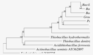 The Scale Bar Indicates Approximately 1% Sequence Difference - Diagram