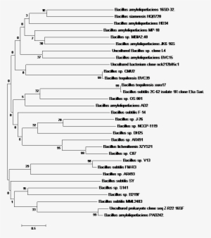 Method - Neighbor Joining
