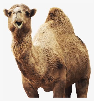 Our Animals - Camel