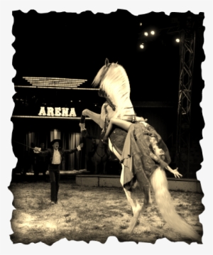 Every Major Circus That Uses Animals Has Been Cited - Circus