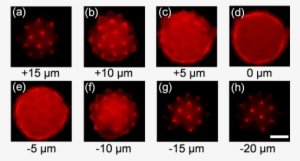 Cross-sectional Images Of A Pollen Grain At Eight Different - Wedding