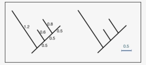 Branch Length Representations - Branch