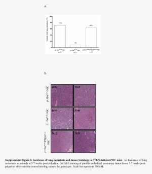Supplementary Figure - Diagram