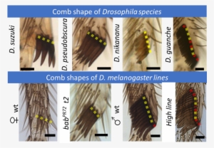 In Drosophila Comb And Bristle Row Shape - Gold
