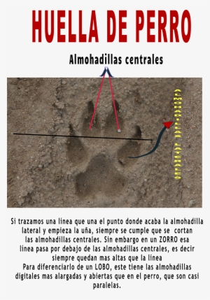 Pero Además Por La Posición De La Almohadilla Plantar - Diagram