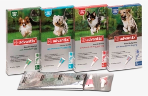 ¿cómo Saber Si Tu Perro Se Está Mareando - Advantix Very Small Dog Until 4 Kg 4 Pipettes