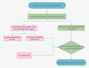 Photosynthesis Flow Chart - Photosynthesis