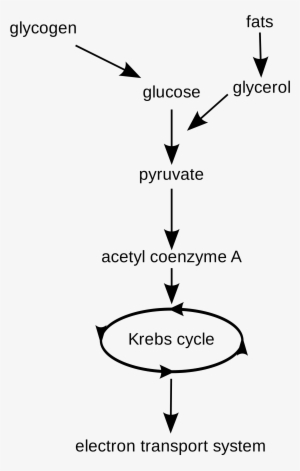 Open - Aerobic Respiration