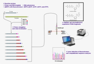 Sanger Sequencing Wikipedia Dna Fingerprinting Flowchart - Sanger Sequencing Of Insulin
