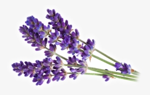 Lavender Essential Oil - Premium 100 Pure Usda Organic