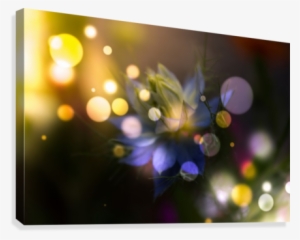 Light Magic Canvas Print - Floral Design