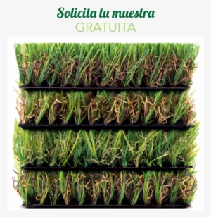 Solicitamuestrabig Unicesped - False Solid Cappuccino Baker's Twine (240 Yards)