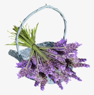 Herb 60 Lavender Lavandula Angustifolia Spica Blue