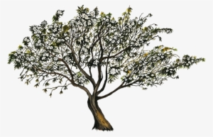 Ipomea Murucoides