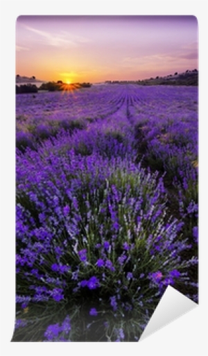 Hd Type - Stille, Die Uns Tröstet - Christine Redaktion: Paxmann