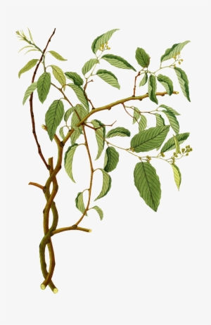 Un Realista De Png Vegetal Para El Transparente Pintado - Portable Network Graphics
