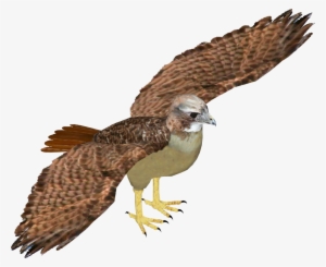 Red-tailed Hawk - American Kestrel