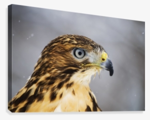 Red Tailed Hawk , Ecomuseum - Ecomuseum Zoo