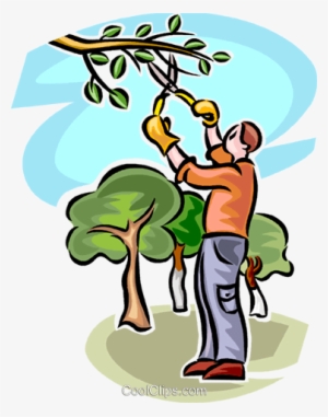 El Hombre La Poda De Un Árbol Libres De Derechos Ilustraciones - Pruning