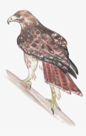 Red-tailed Hawk