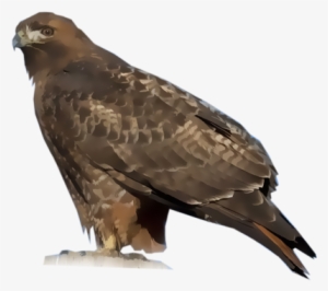 Red-tailed Hawk