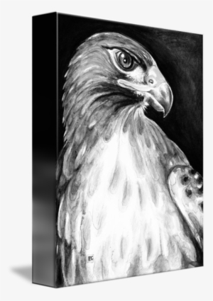 "red Tail Hawk Bw" By Evey Studios - Comic Style Hawk Note Cards