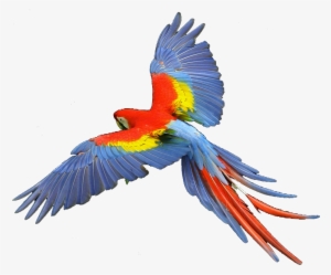 Red-tailed Hawk Clipart Transparent - Scarlet Macaw No Background