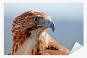 Eagle Of Red Tail Sticker • Pixers® • We Live To Change - Bird