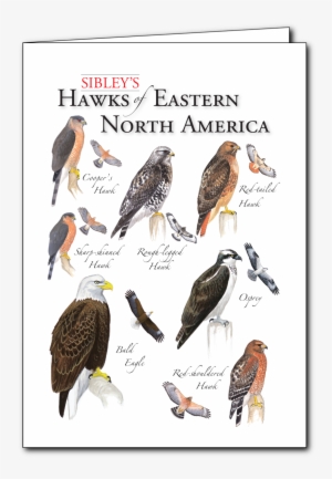Sibley's Hawks Of Eastern Na Regional Card New
