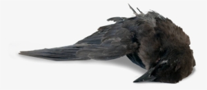 Ftestickers Bird Dead Stickers Freetoedit - Bird