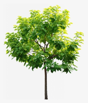 Png Arboles Y Hojas Para Photoshop Arboles Png - High Resolution Tree Png
