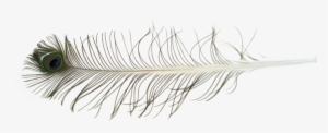 Peacock Feather Free To Use Stock Photo By Kibblywibbly - Feather