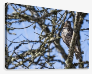 A Young Red-tailed Hawk Watches For Movement In The