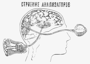 This Free Icons Png Design Of Auditory And Visual Perception