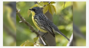 National Audobon Society - Kirtland's Warbler